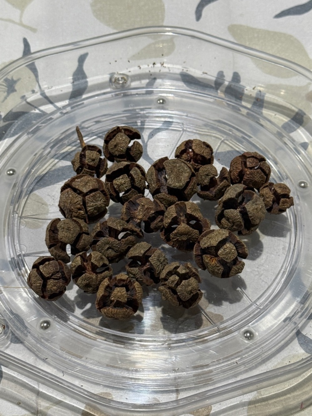 20 Natural Brown Dried Seed Pods - Decorative Accents and crafting